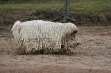 KOMONDOR 108